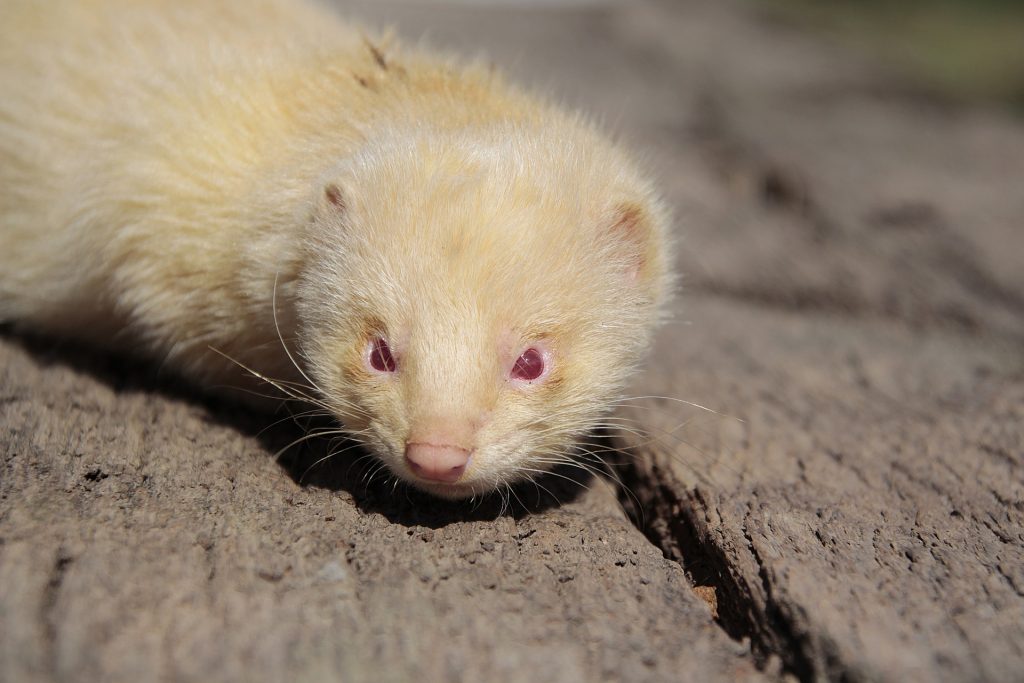 Hurón albino